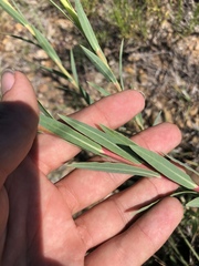 Oenothera glaucifolia