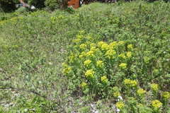 Euphorbia jolkinii