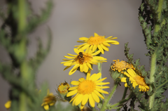 Senecio adenotrichius