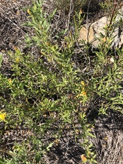 Oenothera serrulata
