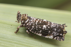 Elasmoscelis perforata