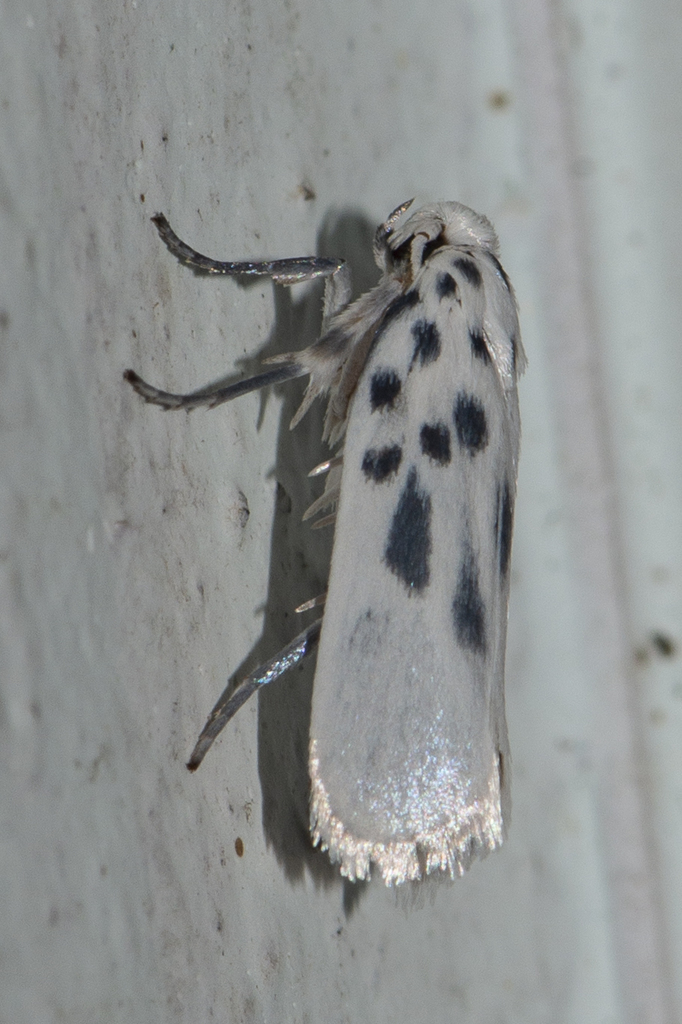 Aetherastis enneora