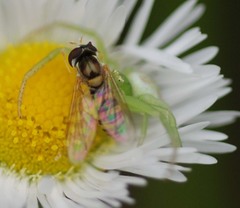 Sphaerophoria menthastri