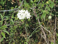 Orlaya grandiflora