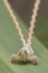 Elasmoscelis perforata