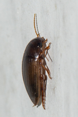 Copelatus