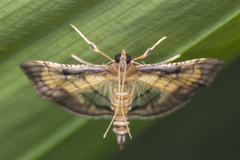 Spilomelini