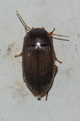 Copelatus