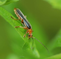 Cantharis soeulensis