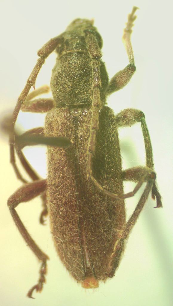Anelaphus inornatus
