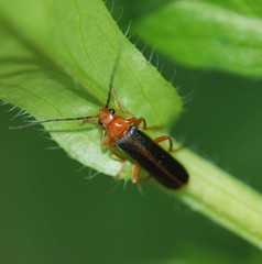 Cantharis soeulensis
