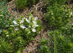 Teucrium laciniatum