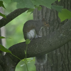 Sciurus carolinensis