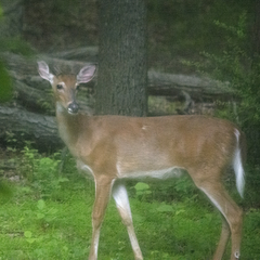 Odocoileus virginianus