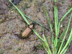 Agonum marginatum