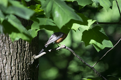 Turdus migratorius
