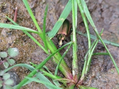 Agonum marginatum