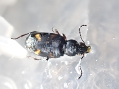 Bembidion obliquum