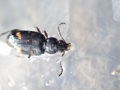 Bembidion obliquum