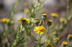 Senecio adenotrichius