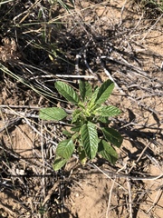 Amaranthus arenicola