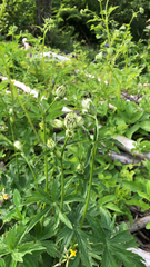 Astrantia major