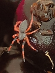 Trachelopachys