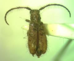 Eupogonius pubicollis