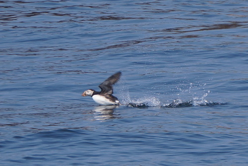 Fratercula arctica