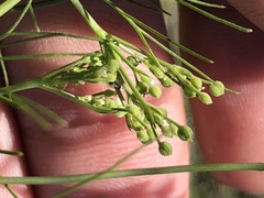 Spermolepis inermis