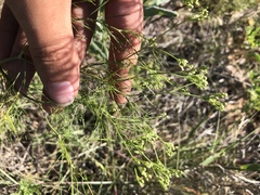 Spermolepis inermis