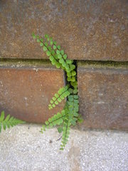 Asplenium trichomanes