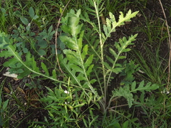 Leuzea uniflora