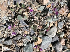 Gueldenstaedtia monophylla