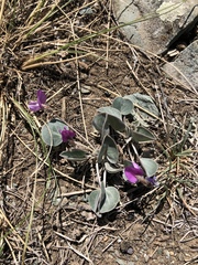 Gueldenstaedtia monophylla