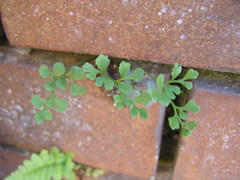 Asplenium ruta-muraria