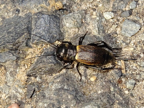European Field Cricket