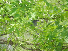 Thraupis glaucocolpa