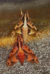 Eupanacra