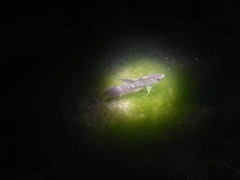 Penang Betta photo 3