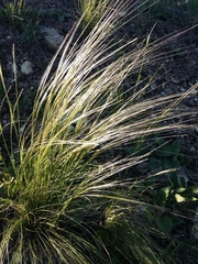 Stipa sareptana