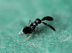 Cryptanusia