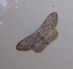 Idaea seriata