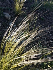 Stipa sareptana