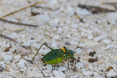 Lluciapomaresius anapaulae