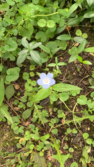 Nemophila phacelioides