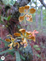 Encyclia diota