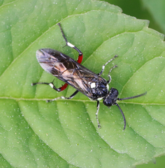 Macrophya punctumalbum