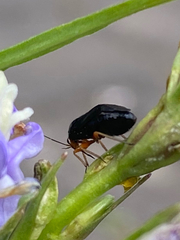 Capsus ater