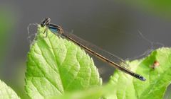 Enallagma divagans